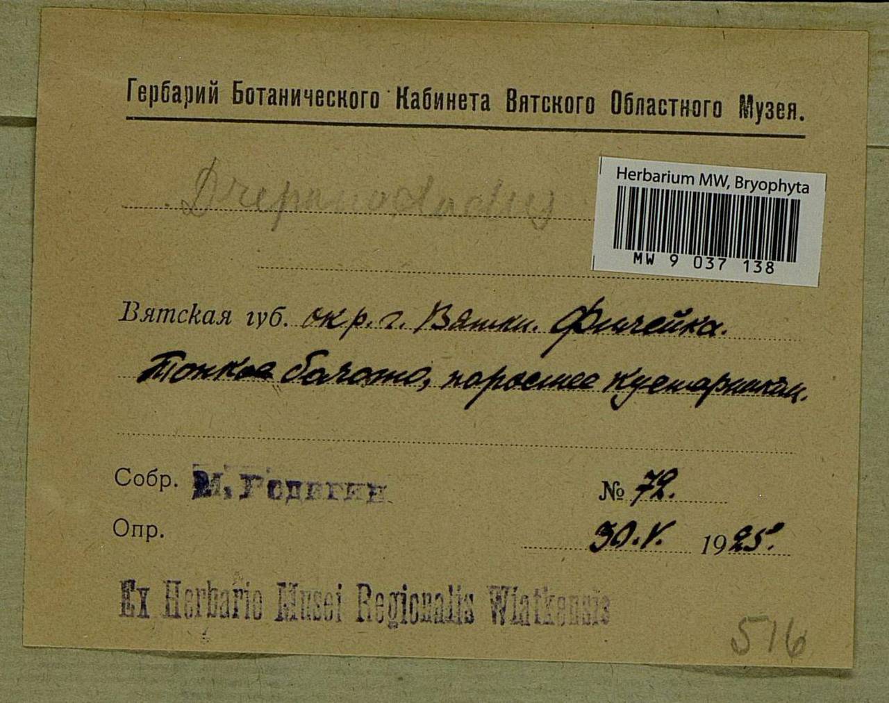 Drepanocladus, Bryophytes, Bryophytes - Permsky Krai, Udmurt Republic, Sverdlovsk & Kirov Oblasts (B8) (Russia)