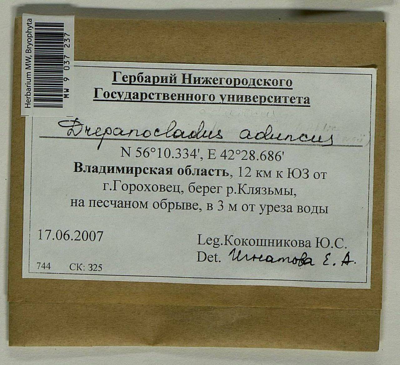 Drepanocladus aduncus (Hedw.) Warnst., Bryophytes, Bryophytes - Middle Russia (B6) (Russia)