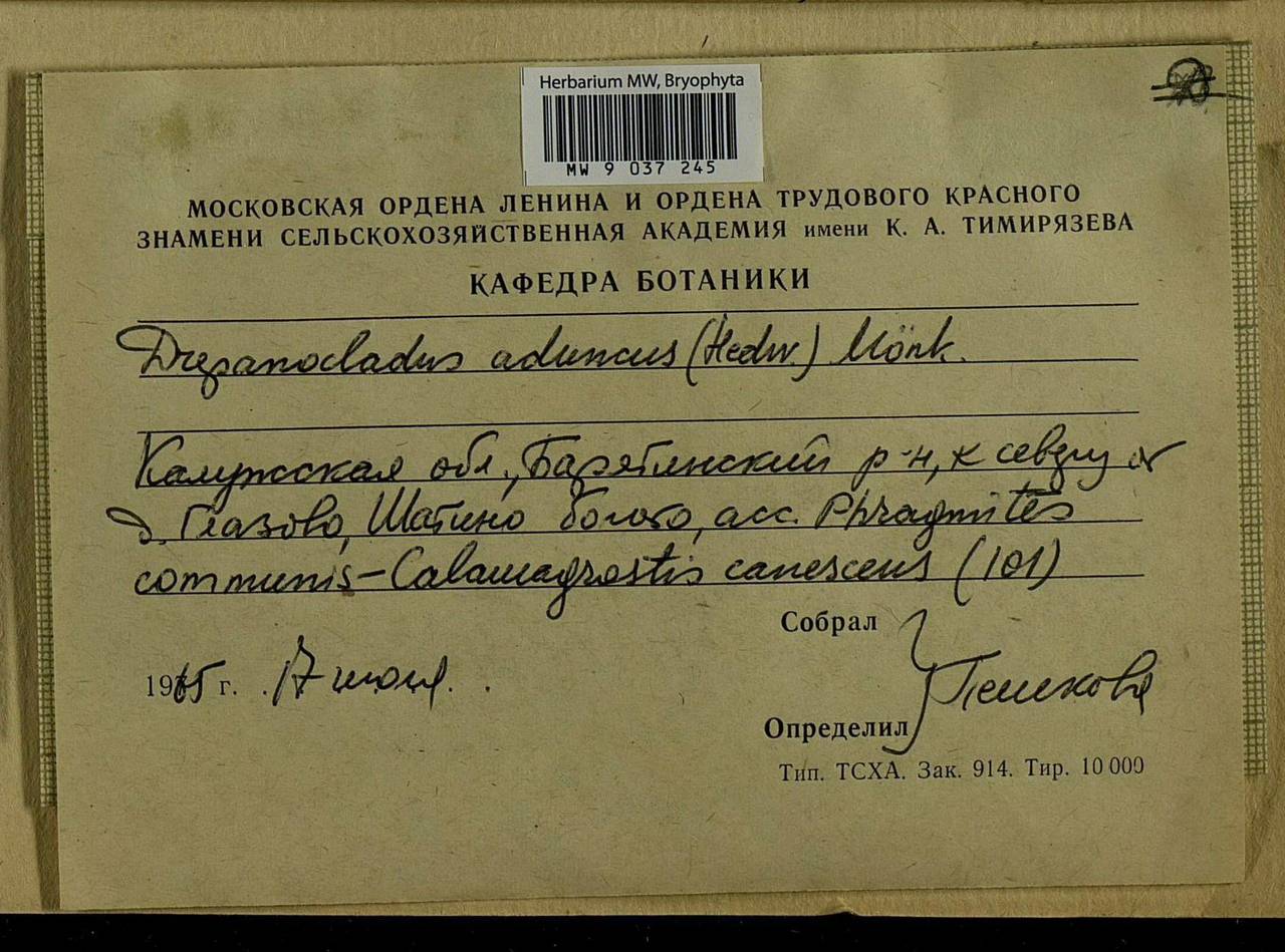 Drepanocladus aduncus (Hedw.) Warnst., Bryophytes, Bryophytes - Middle Russia (B6) (Russia)