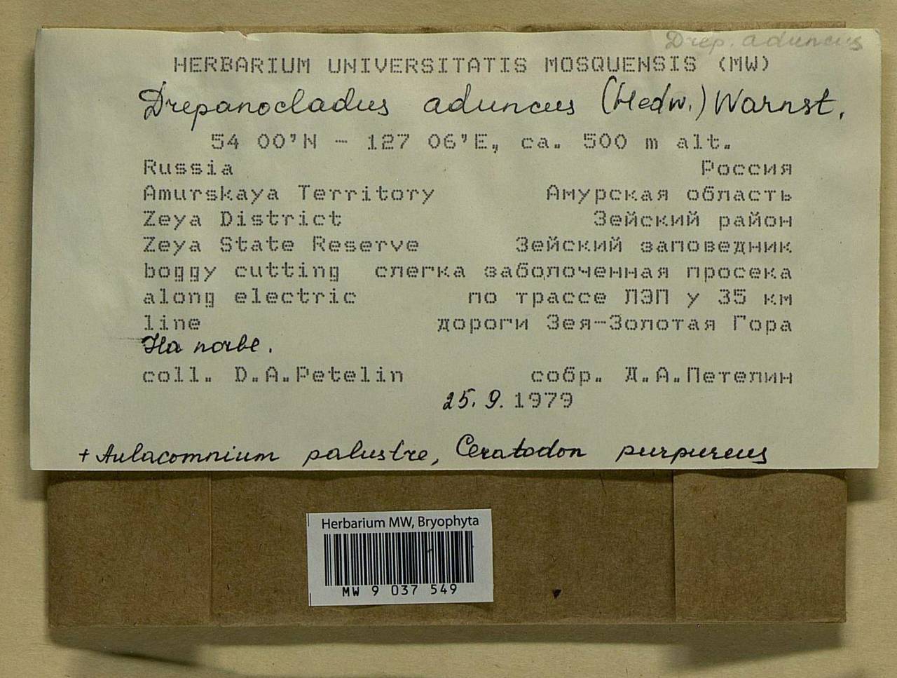 Drepanocladus aduncus (Hedw.) Warnst., Bryophytes, Bryophytes - Russian Far East (excl. Chukotka & Kamchatka) (B20) (Russia)