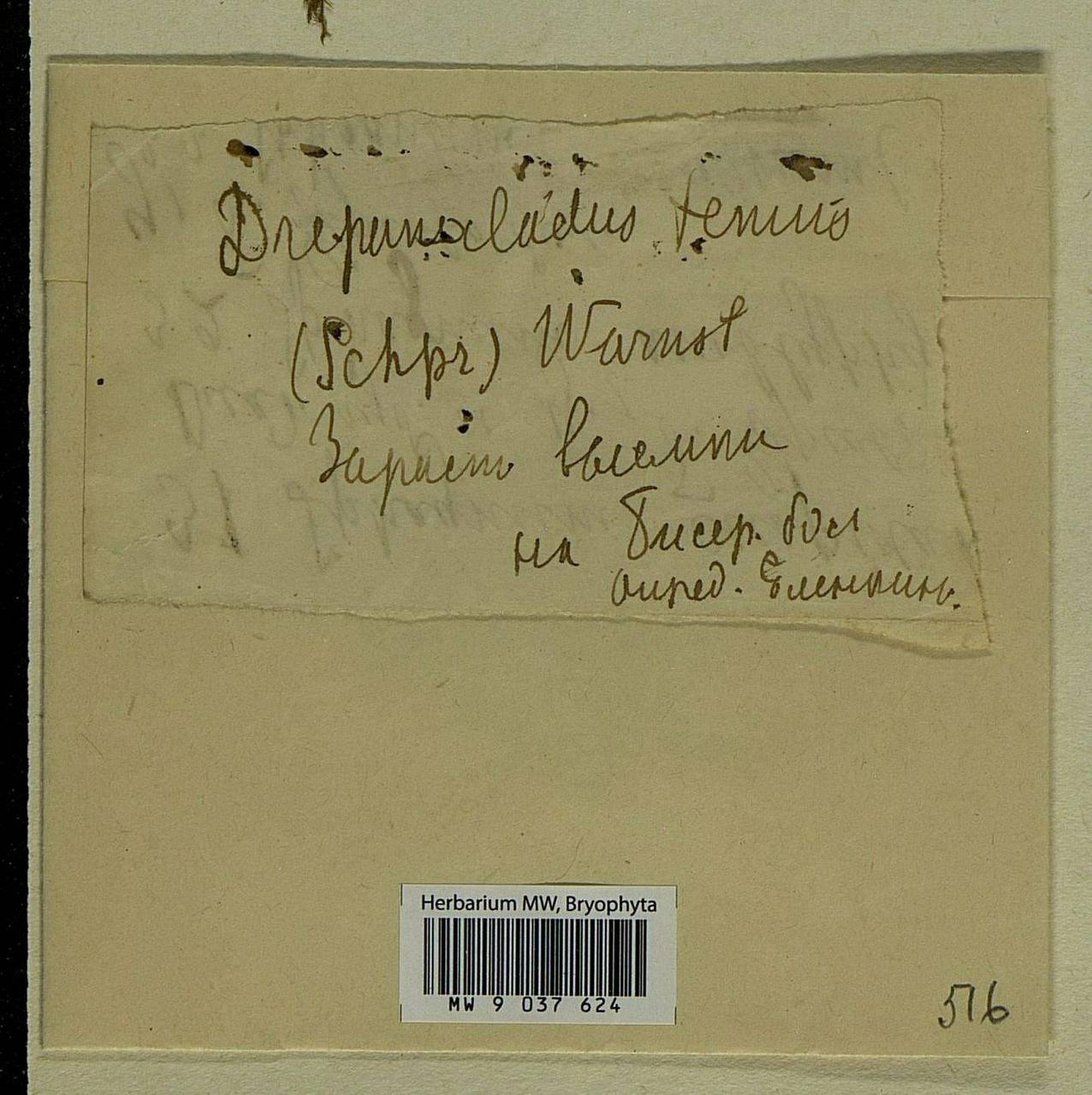 Drepanocladus aduncus (Hedw.) Warnst., Bryophytes, Bryophytes - Moscow City & Moscow Oblast (B6a) (Russia)