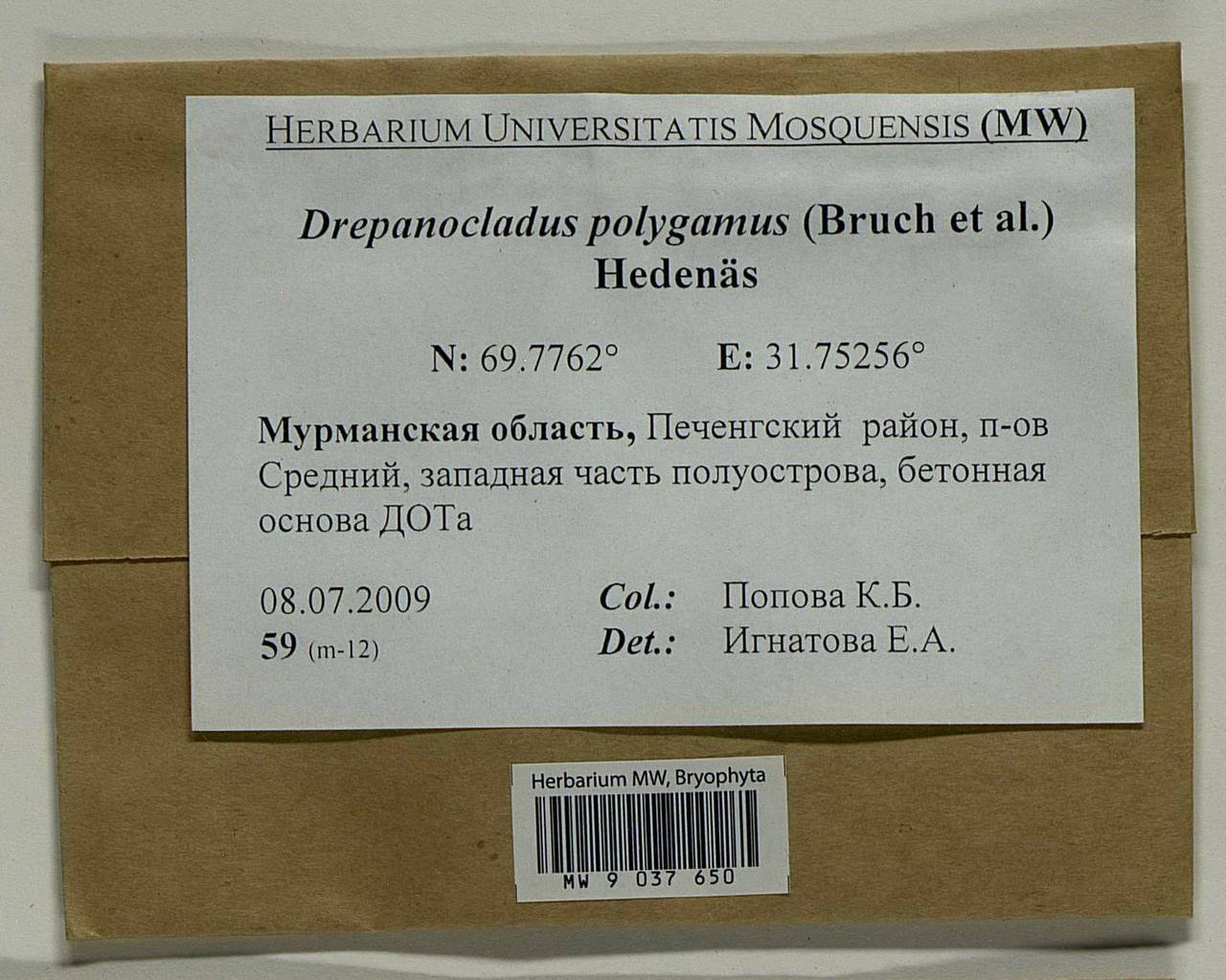 Drepanocladus polygamus (Schimp.) Hedenäs, Bryophytes, Bryophytes - Karelia, Leningrad & Murmansk Oblasts (B4) (Russia)