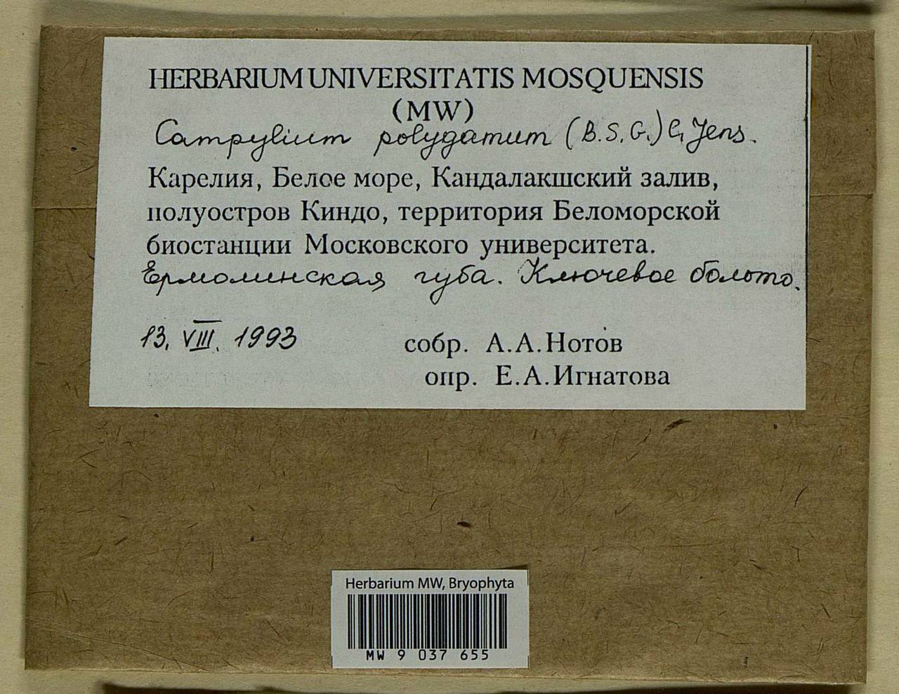 Drepanocladus polygamus (Schimp.) Hedenäs, Bryophytes, Bryophytes - Karelia, Leningrad & Murmansk Oblasts (B4) (Russia)