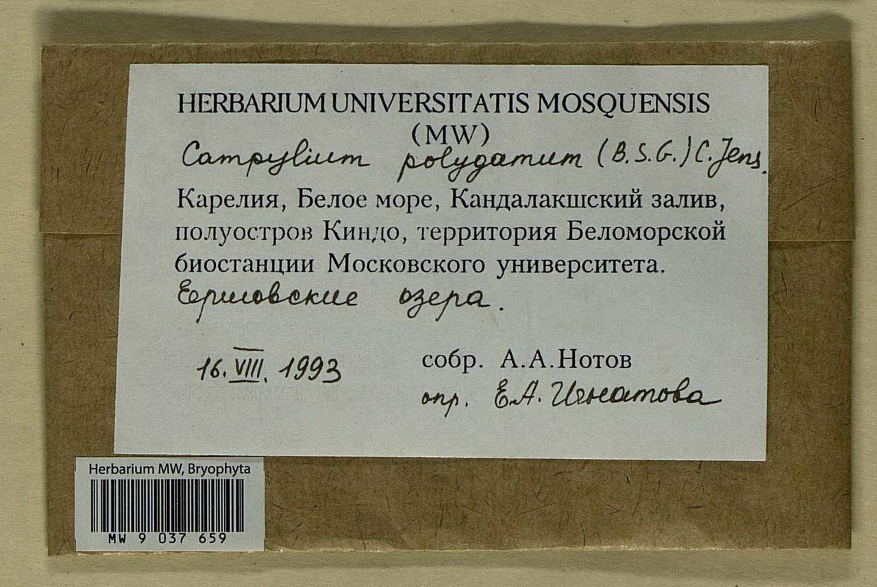 Drepanocladus polygamus (Schimp.) Hedenäs, Bryophytes, Bryophytes - Karelia, Leningrad & Murmansk Oblasts (B4) (Russia)