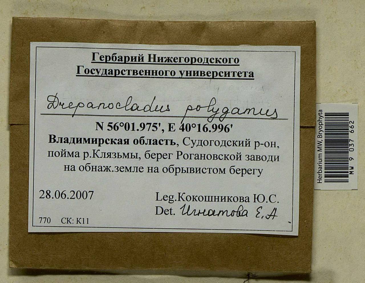 Drepanocladus polygamus (Schimp.) Hedenäs, Bryophytes, Bryophytes - Middle Russia (B6) (Russia)
