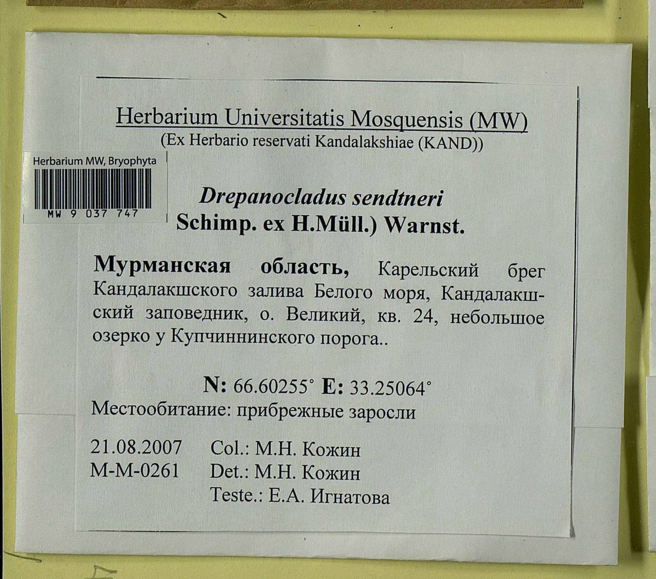 Drepanocladus sendtneri (Schimp. ex H. Müll.) Warnst., Bryophytes, Bryophytes - Karelia, Leningrad & Murmansk Oblasts (B4) (Russia)