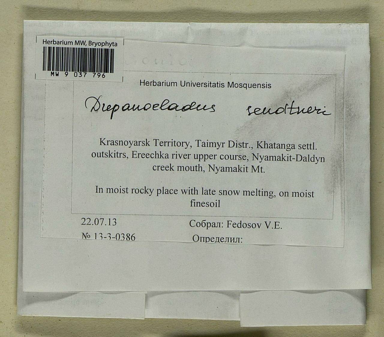 Drepanocladus sendtneri (Schimp. ex H. Müll.) Warnst., Bryophytes, Bryophytes - Krasnoyarsk Krai, Tyva & Khakassia (B17) (Russia)