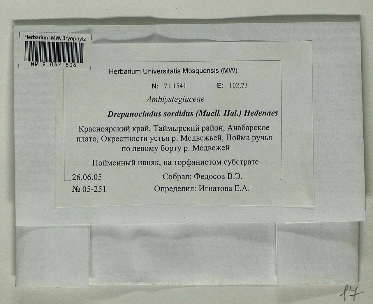 Drepanocladus sordidus (Müll. Hal.) Hedenäs, Bryophytes, Bryophytes - Krasnoyarsk Krai, Tyva & Khakassia (B17) (Russia)