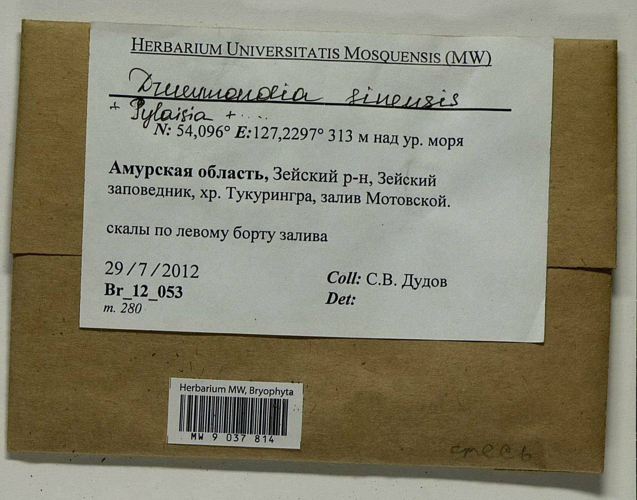 Drummondia sinensis Müll. Hal., Bryophytes, Bryophytes - Russian Far East (excl. Chukotka & Kamchatka) (B20) (Russia)