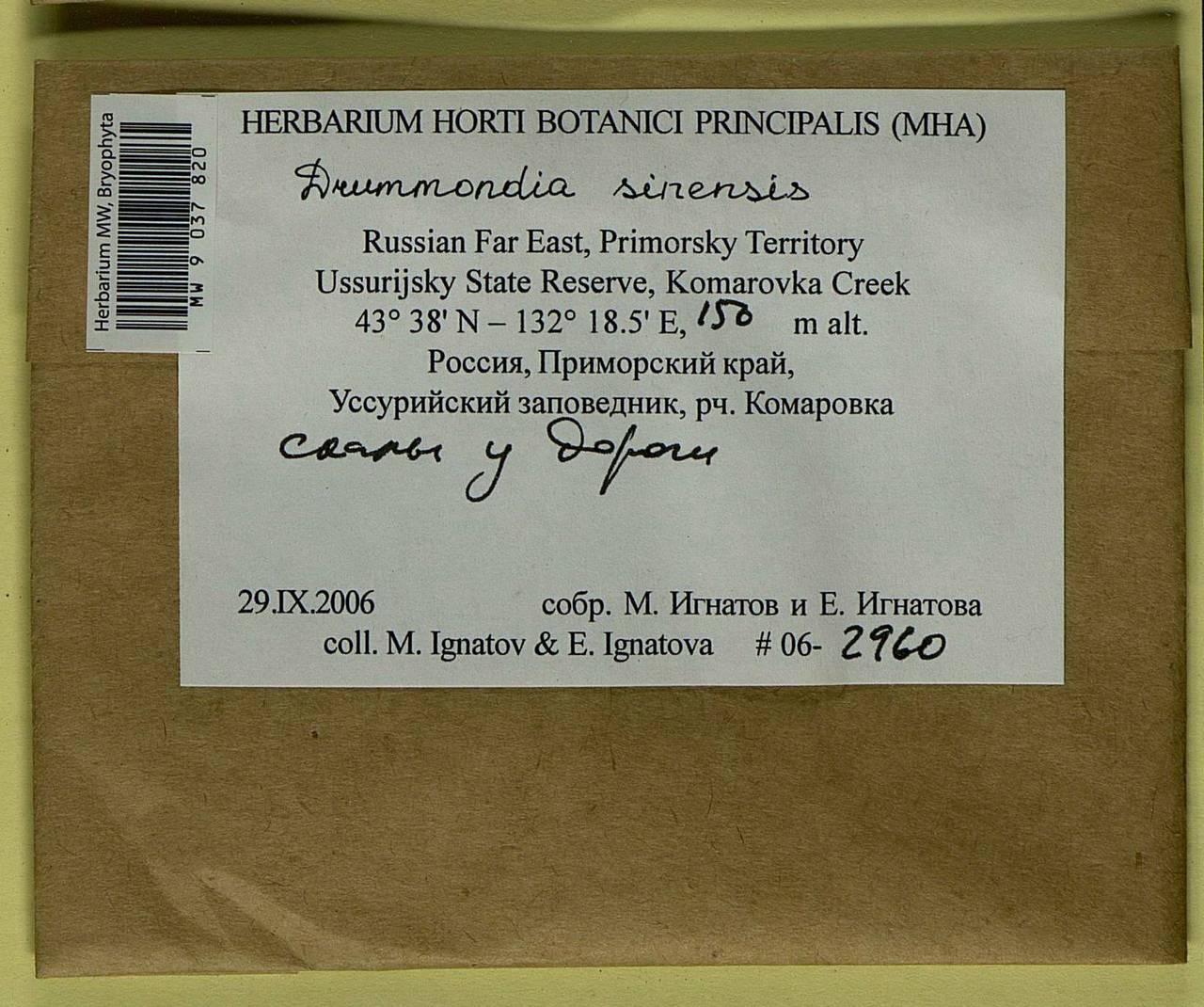 Drummondia sinensis Müll. Hal., Bryophytes, Bryophytes - Russian Far East (excl. Chukotka & Kamchatka) (B20) (Russia)