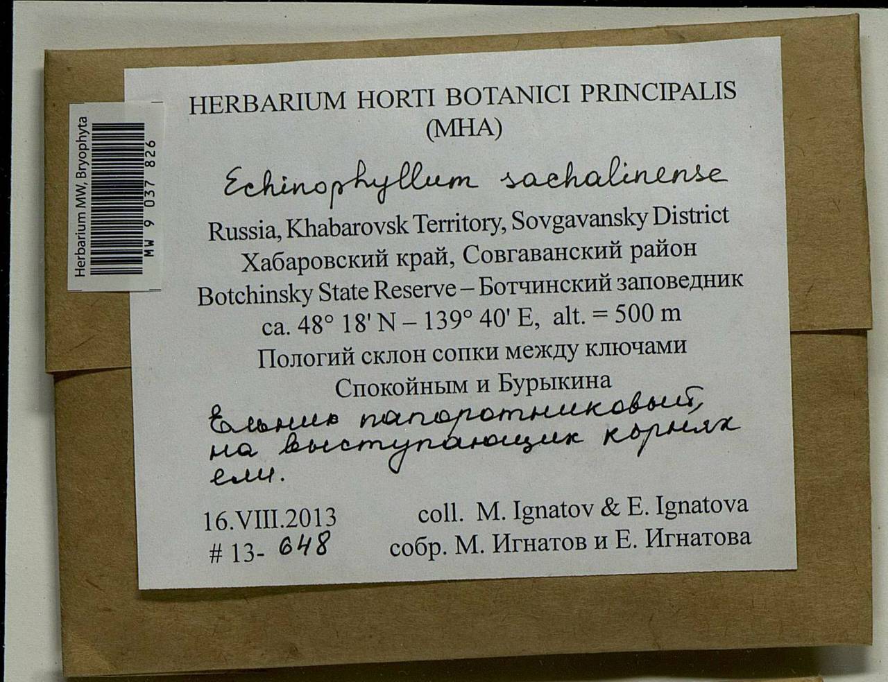 Echinophyllum sachalinense (Lindb.) T.J. O'Brien, Bryophytes, Bryophytes - Russian Far East (excl. Chukotka & Kamchatka) (B20) (Russia)