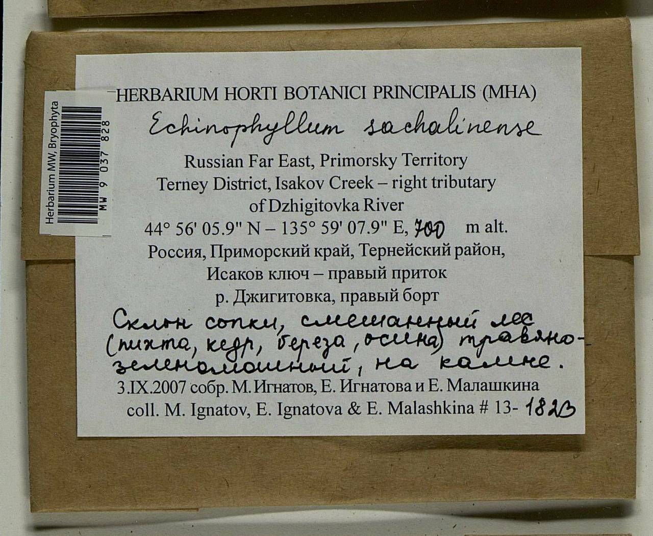 Echinophyllum sachalinense (Lindb.) T.J. O'Brien, Bryophytes, Bryophytes - Russian Far East (excl. Chukotka & Kamchatka) (B20) (Russia)