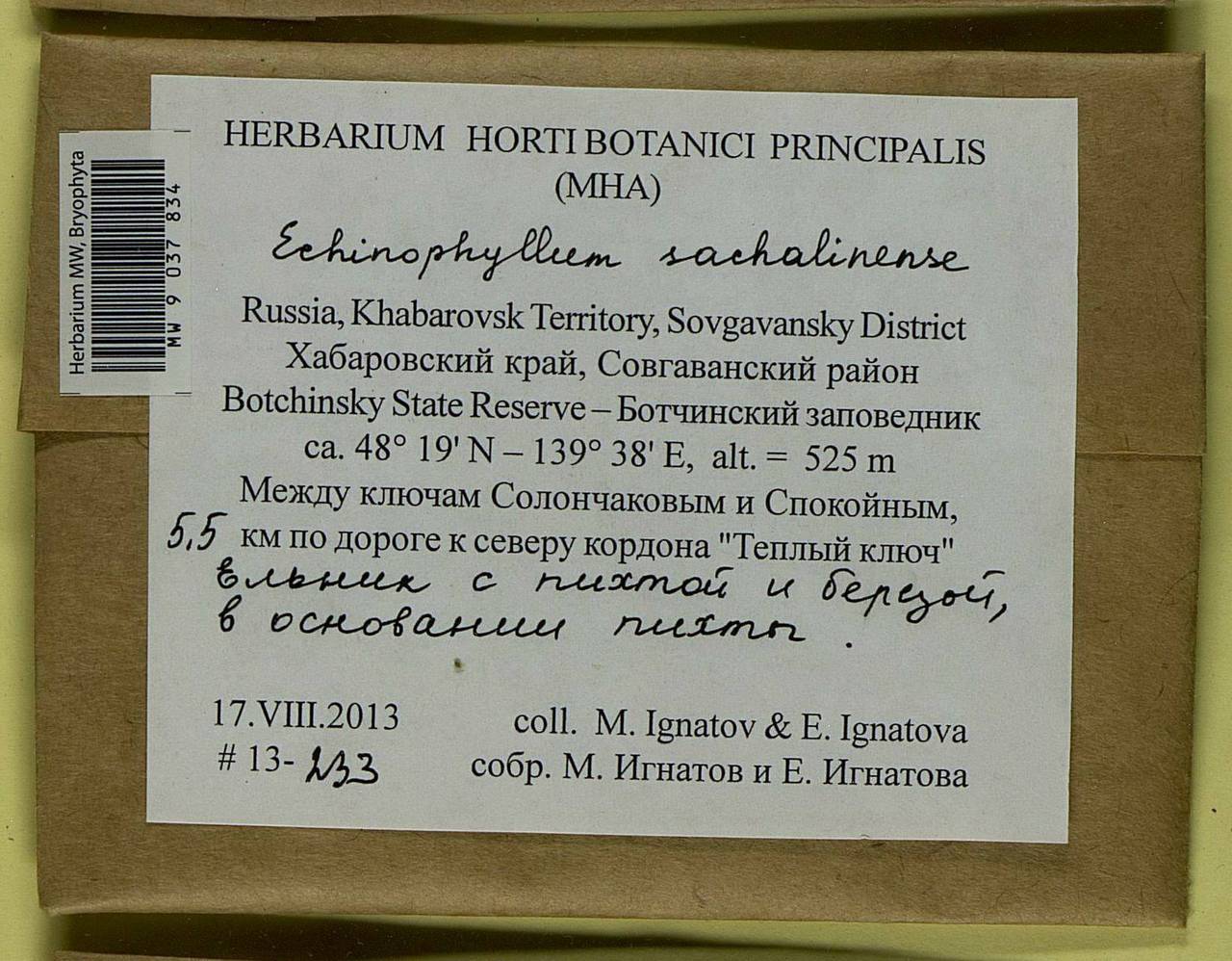 Echinophyllum sachalinense (Lindb.) T.J. O'Brien, Bryophytes, Bryophytes - Russian Far East (excl. Chukotka & Kamchatka) (B20) (Russia)