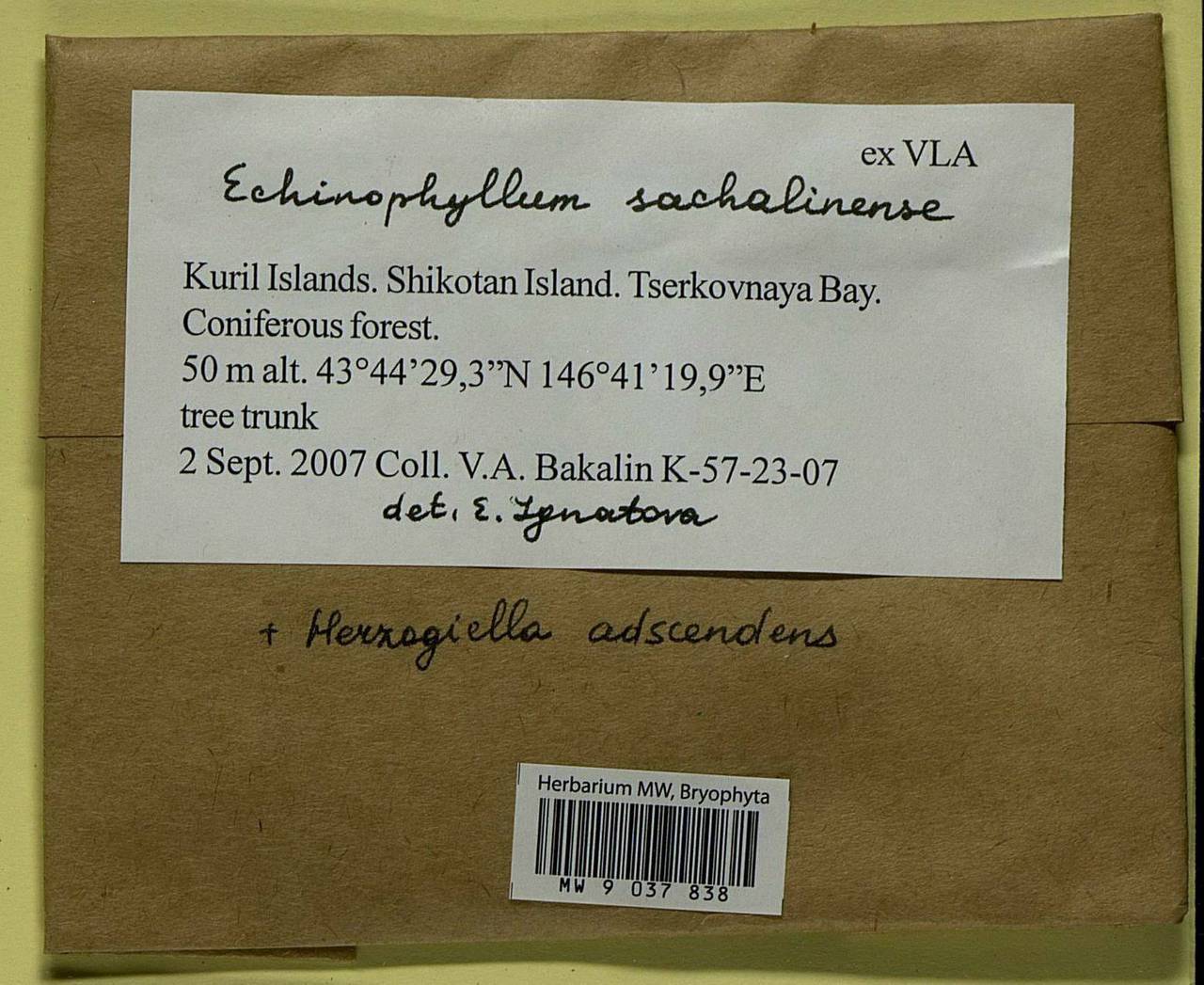 Echinophyllum sachalinense (Lindb.) T.J. O'Brien, Bryophytes, Bryophytes - Russian Far East (excl. Chukotka & Kamchatka) (B20) (Russia)