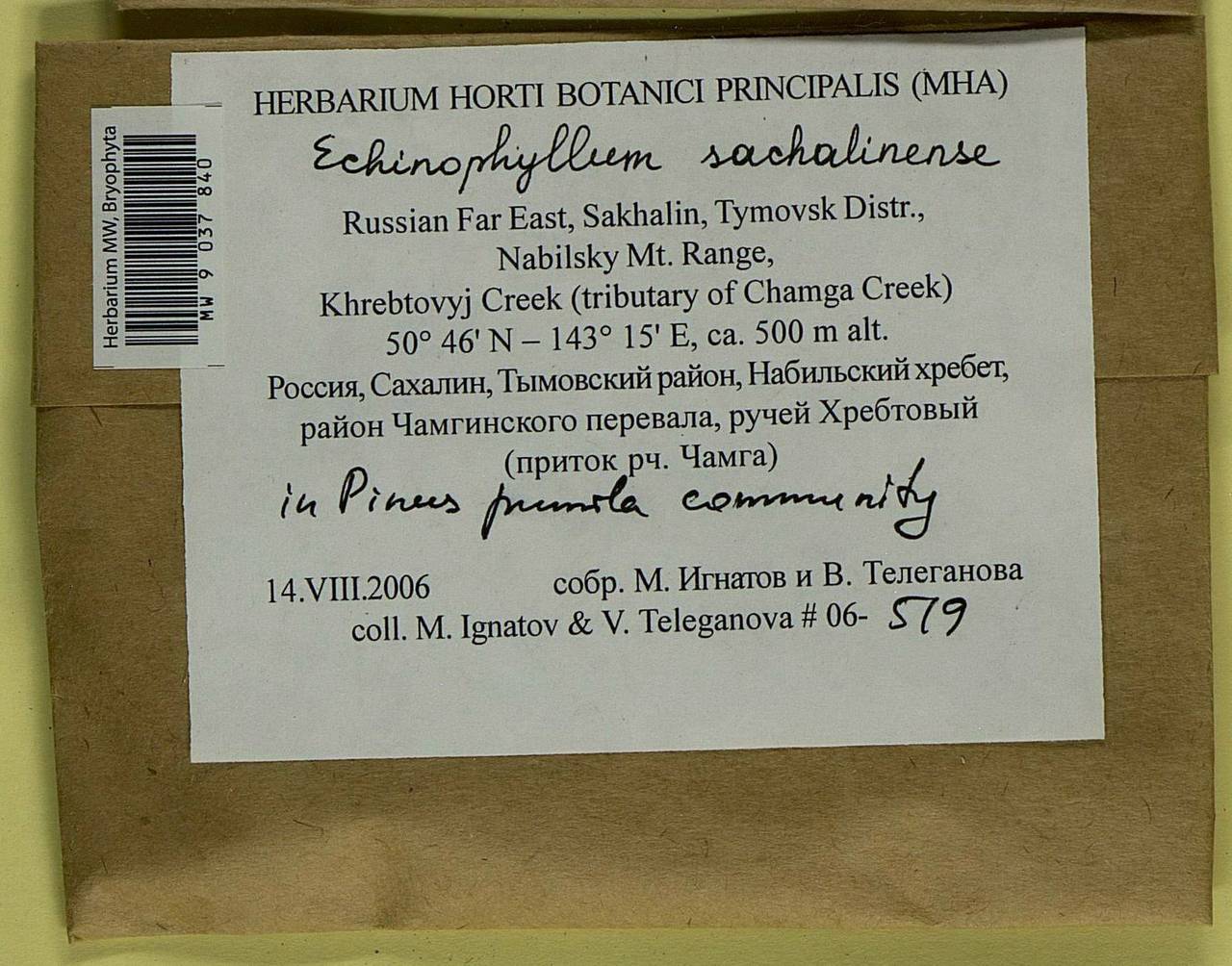 Echinophyllum sachalinense (Lindb.) T.J. O'Brien, Bryophytes, Bryophytes - Russian Far East (excl. Chukotka & Kamchatka) (B20) (Russia)