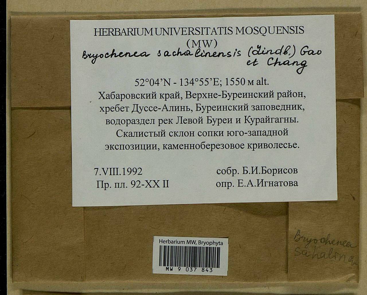 Echinophyllum sachalinense (Lindb.) T.J. O'Brien, Bryophytes, Bryophytes - Russian Far East (excl. Chukotka & Kamchatka) (B20) (Russia)