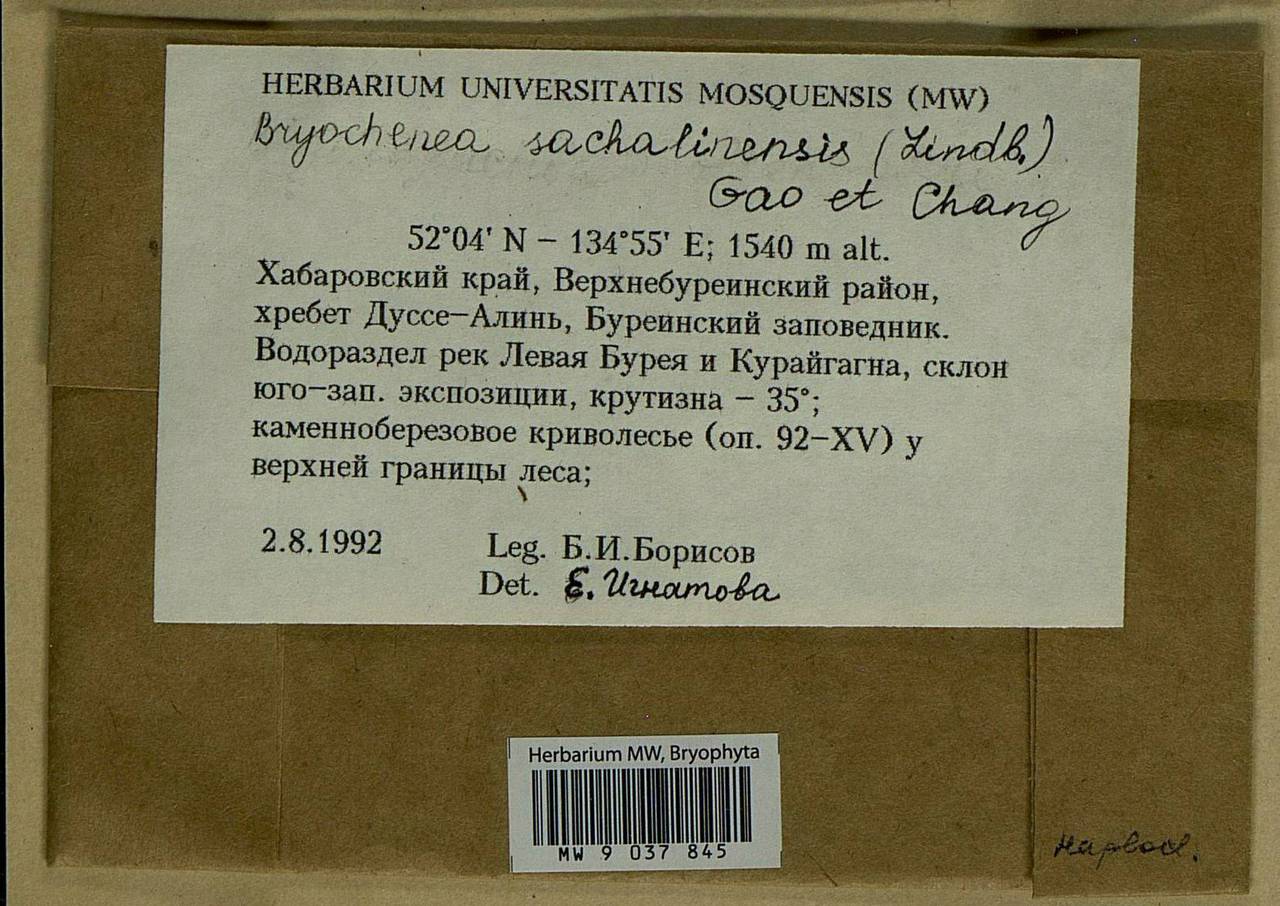 Echinophyllum sachalinense (Lindb.) T.J. O'Brien, Bryophytes, Bryophytes - Russian Far East (excl. Chukotka & Kamchatka) (B20) (Russia)