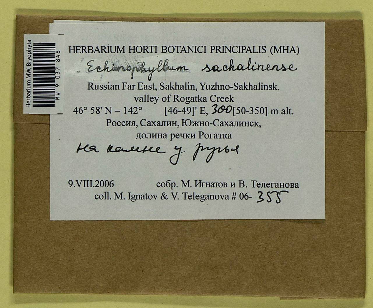 Echinophyllum sachalinense (Lindb.) T.J. O'Brien, Bryophytes, Bryophytes - Russian Far East (excl. Chukotka & Kamchatka) (B20) (Russia)
