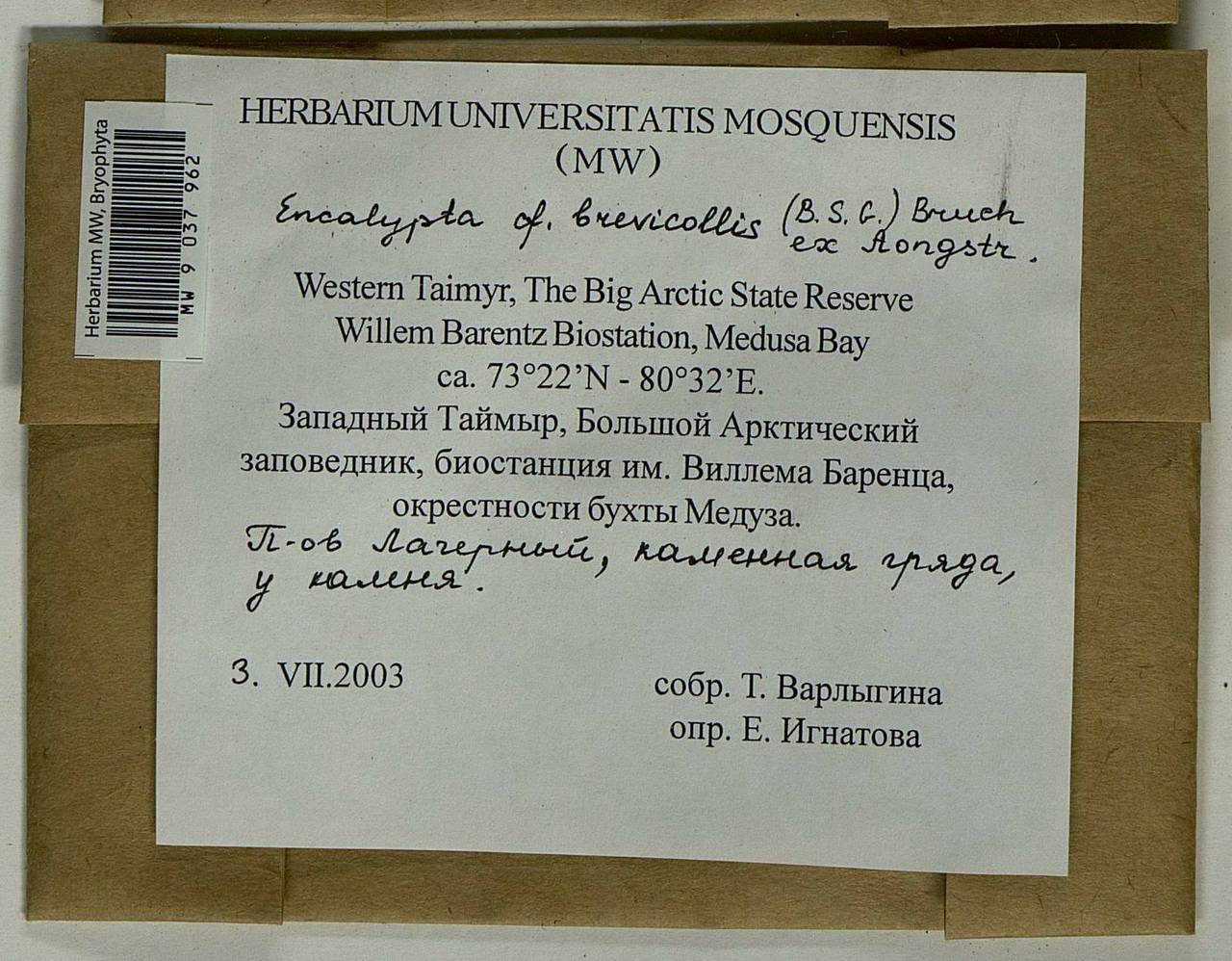 Encalypta brevicolla (Bruch & Schimp.) Ångstr., Bryophytes, Bryophytes - Krasnoyarsk Krai, Tyva & Khakassia (B17) (Russia)