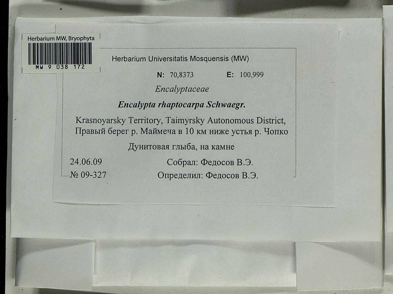 Encalypta rhaptocarpa Schwägr., Bryophytes, Bryophytes - Krasnoyarsk Krai, Tyva & Khakassia (B17) (Russia)