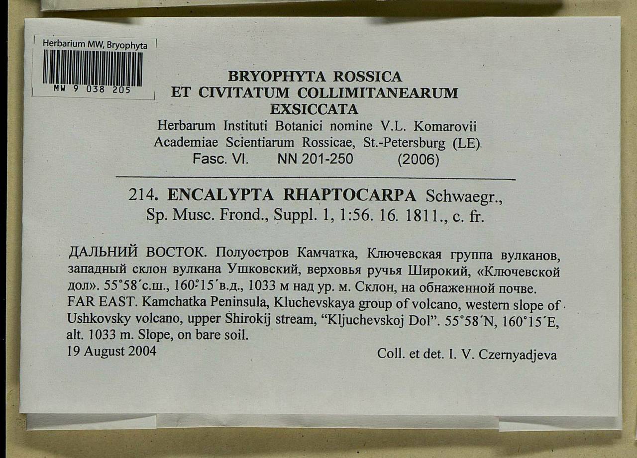 Encalypta rhaptocarpa Schwägr., Bryophytes, Bryophytes - Chukotka & Kamchatka (B21) (Russia)