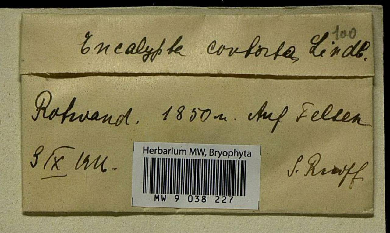 Encalypta streptocarpa Hedw., Bryophytes, Bryophytes - Western Europe (BEu) (Germany)