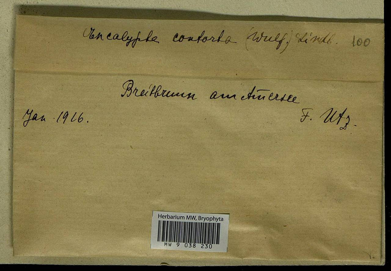 Encalypta streptocarpa Hedw., Bryophytes, Bryophytes - Western Europe (BEu) (Germany)