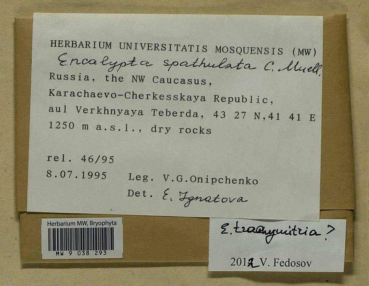 Encalypta trachymitria Ripart, Bryophytes, Bryophytes - North Caucasus & Ciscaucasia (B12) (Russia)