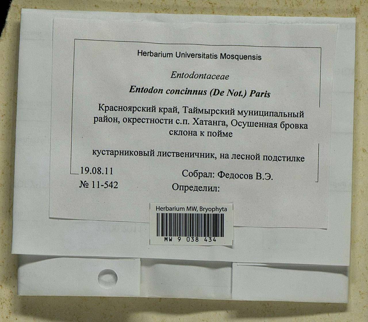 Entodon concinnus (De Not.) Paris, Bryophytes, Bryophytes - Krasnoyarsk Krai, Tyva & Khakassia (B17) (Russia)
