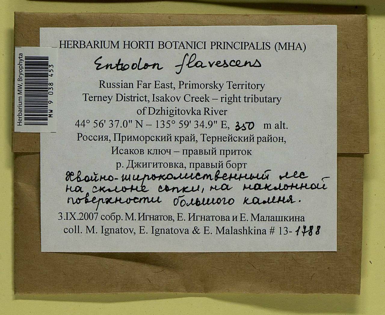 Entodon flavescens (Hook.) A. Jaeger, Bryophytes, Bryophytes - Russian Far East (excl. Chukotka & Kamchatka) (B20) (Russia)