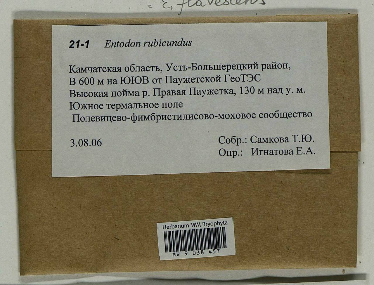 Entodon flavescens (Hook.) A. Jaeger, Bryophytes, Bryophytes - Chukotka & Kamchatka (B21) (Russia)