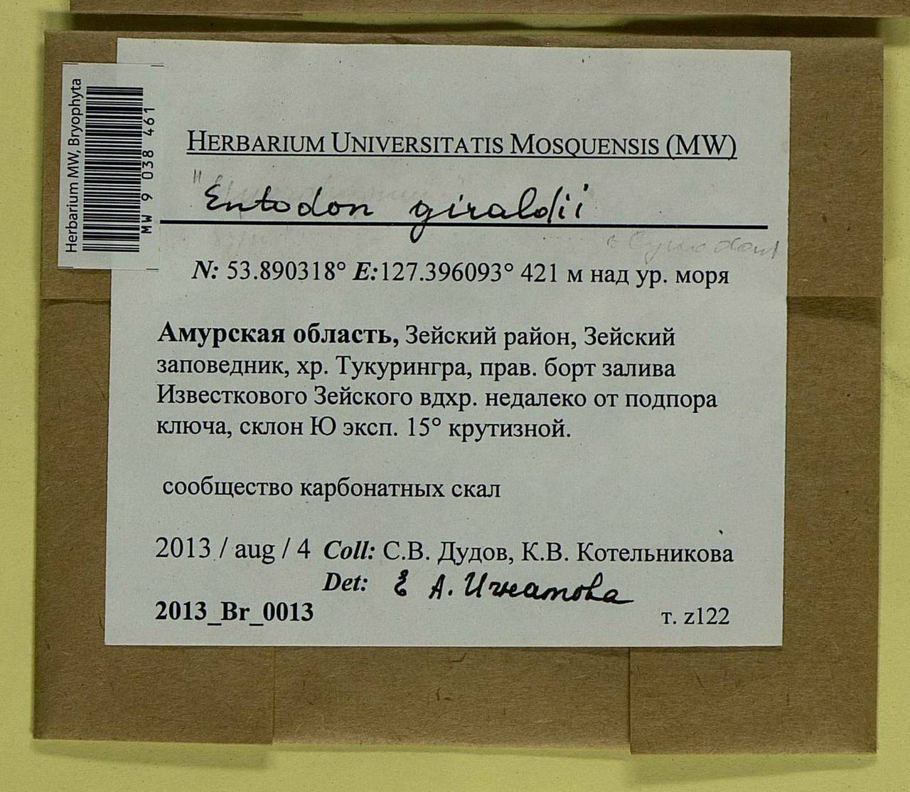 Entodon giraldii Müll. Hal., Bryophytes, Bryophytes - Russian Far East (excl. Chukotka & Kamchatka) (B20) (Russia)