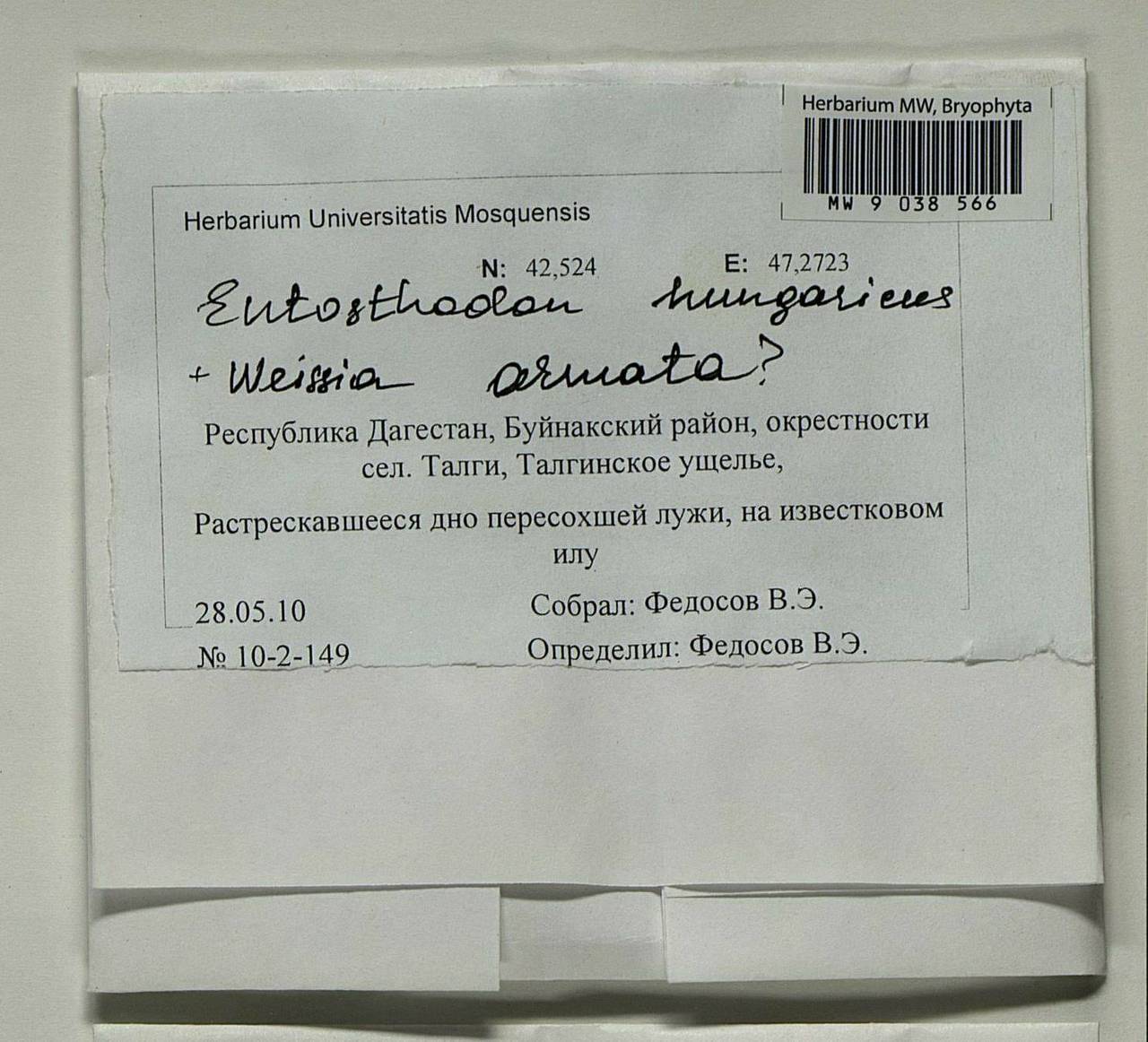 Entosthodon hungaricus (Boros) Loeske, Bryophytes, Bryophytes - North Caucasus & Ciscaucasia (B12) (Russia)