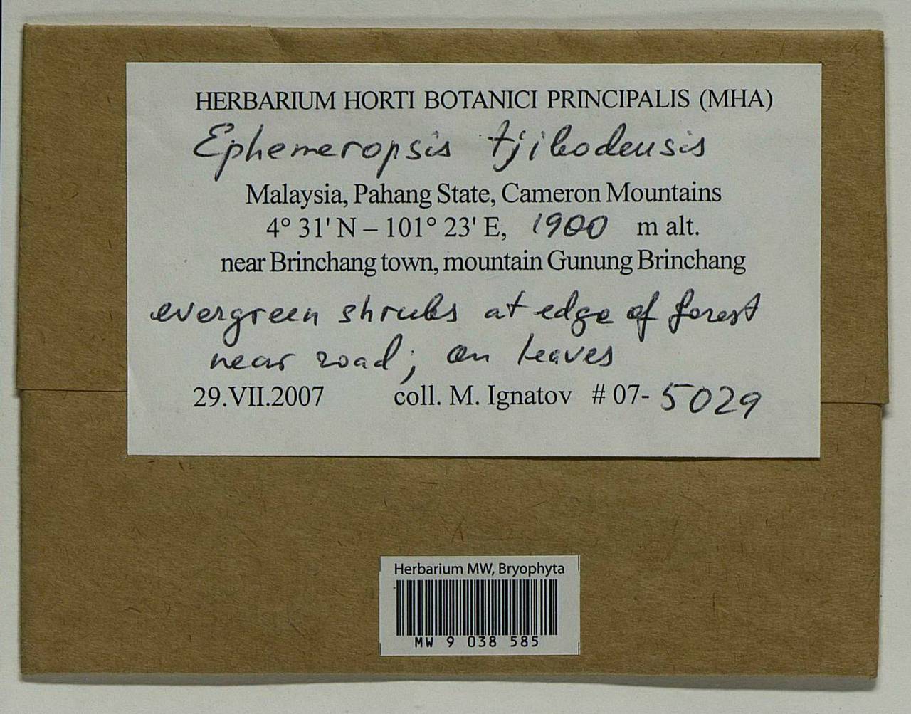 Ephemeropsis tjibodensis K.I. Goebel, Bryophytes, Bryophytes - Asia (outside ex-Soviet states) (BAs) (Malaysia)