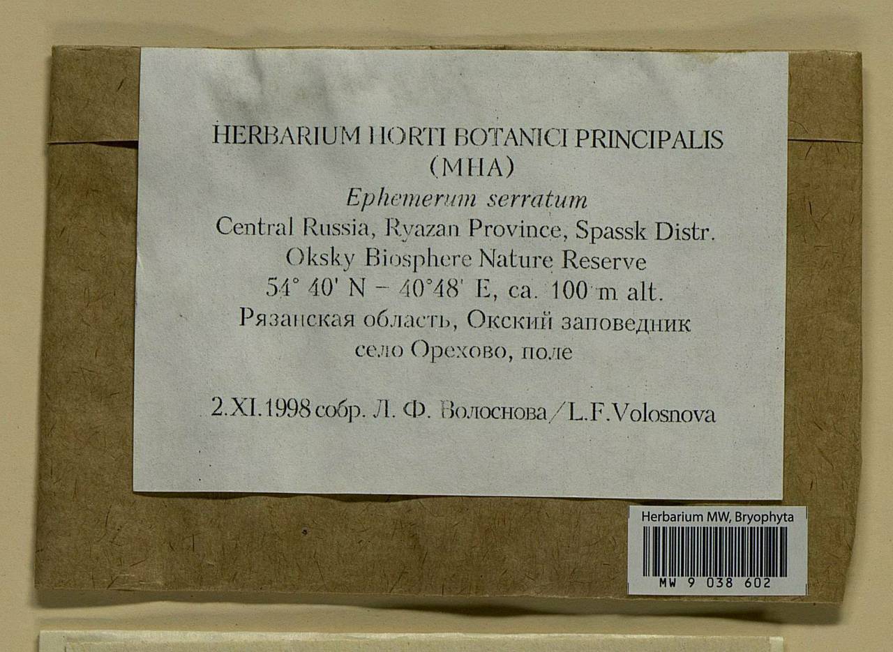 Ephemerum serratum (Schreb. ex Hedw.) Hampe, Bryophytes, Bryophytes - Middle Russia (B6) (Russia)