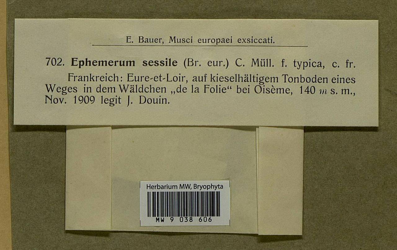 Ephemerum crassinervium subsp. sessile (Bruch) Holyoak, Bryophytes, Bryophytes - Western Europe (BEu) (France)