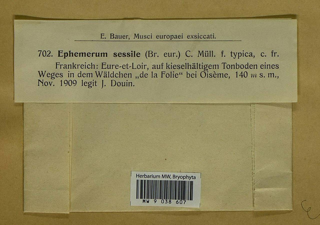 Ephemerum crassinervium subsp. sessile (Bruch) Holyoak, Bryophytes, Bryophytes - Western Europe (BEu) (France)