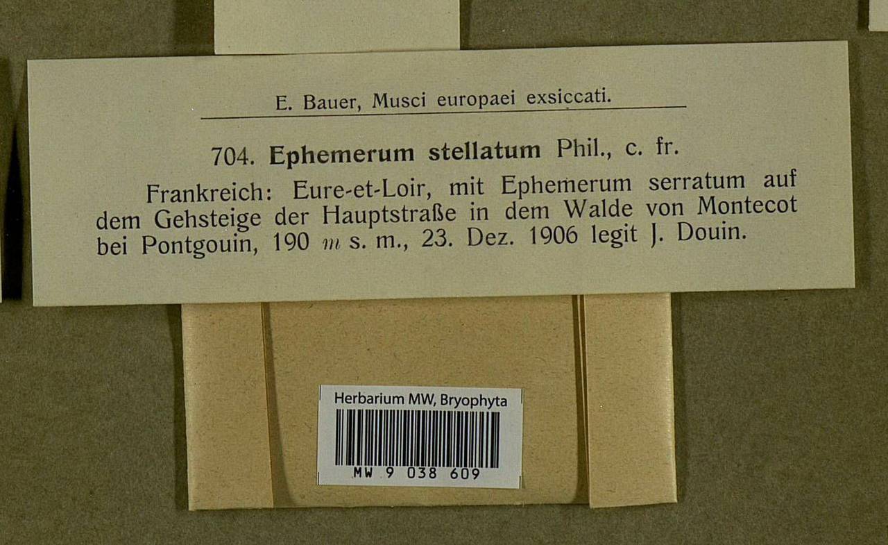 Ephemerum stoloniferum (Dicks. ex Hedw.) L.T. Ellis & M.J. Price, Bryophytes, Bryophytes - Western Europe (BEu) (France)