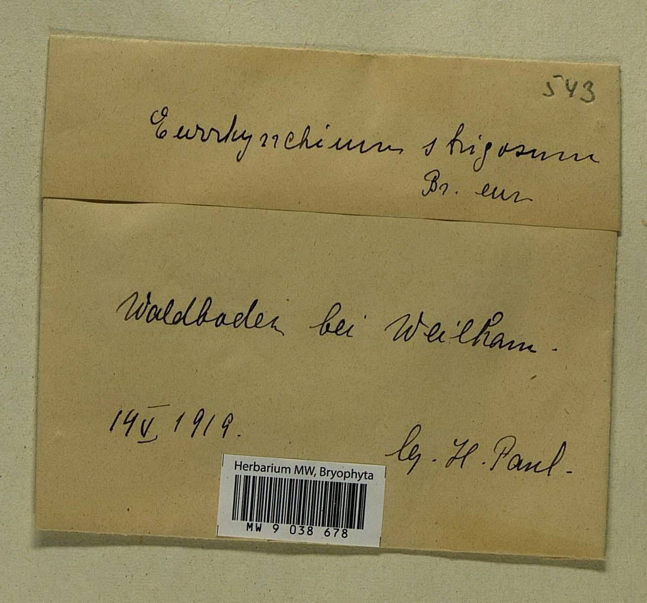 Eurhynchiastrum pulchellum (Hedw.) Ignatov & Huttunen, Bryophytes, Bryophytes - Western Europe (BEu) (Germany)