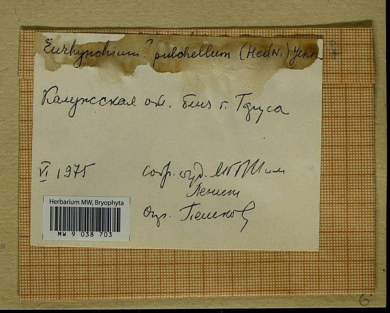 Eurhynchiastrum pulchellum (Hedw.) Ignatov & Huttunen, Bryophytes, Bryophytes - Middle Russia (B6) (Russia)