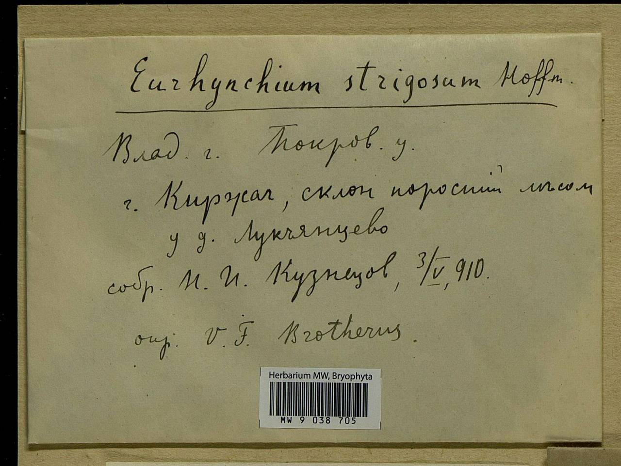 Eurhynchiastrum pulchellum (Hedw.) Ignatov & Huttunen, Bryophytes, Bryophytes - Middle Russia (B6) (Russia)