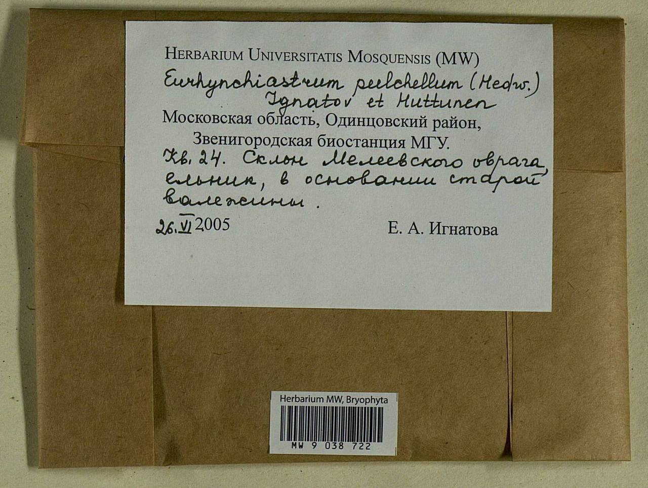 Eurhynchiastrum pulchellum (Hedw.) Ignatov & Huttunen, Bryophytes, Bryophytes - Moscow City & Moscow Oblast (B6a) (Russia)