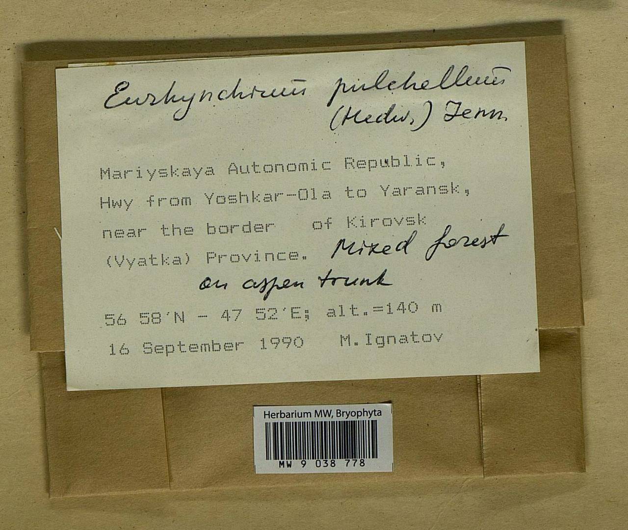 Eurhynchiastrum pulchellum (Hedw.) Ignatov & Huttunen, Bryophytes, Bryophytes - Middle Volga (B9) (Russia)