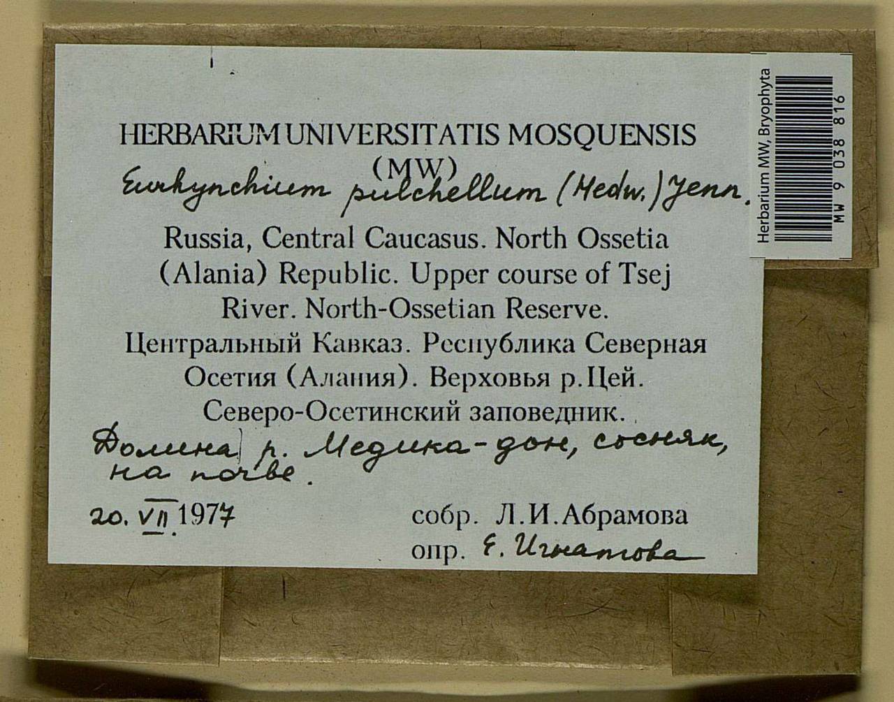 Eurhynchiastrum pulchellum (Hedw.) Ignatov & Huttunen, Bryophytes, Bryophytes - North Caucasus & Ciscaucasia (B12) (Russia)