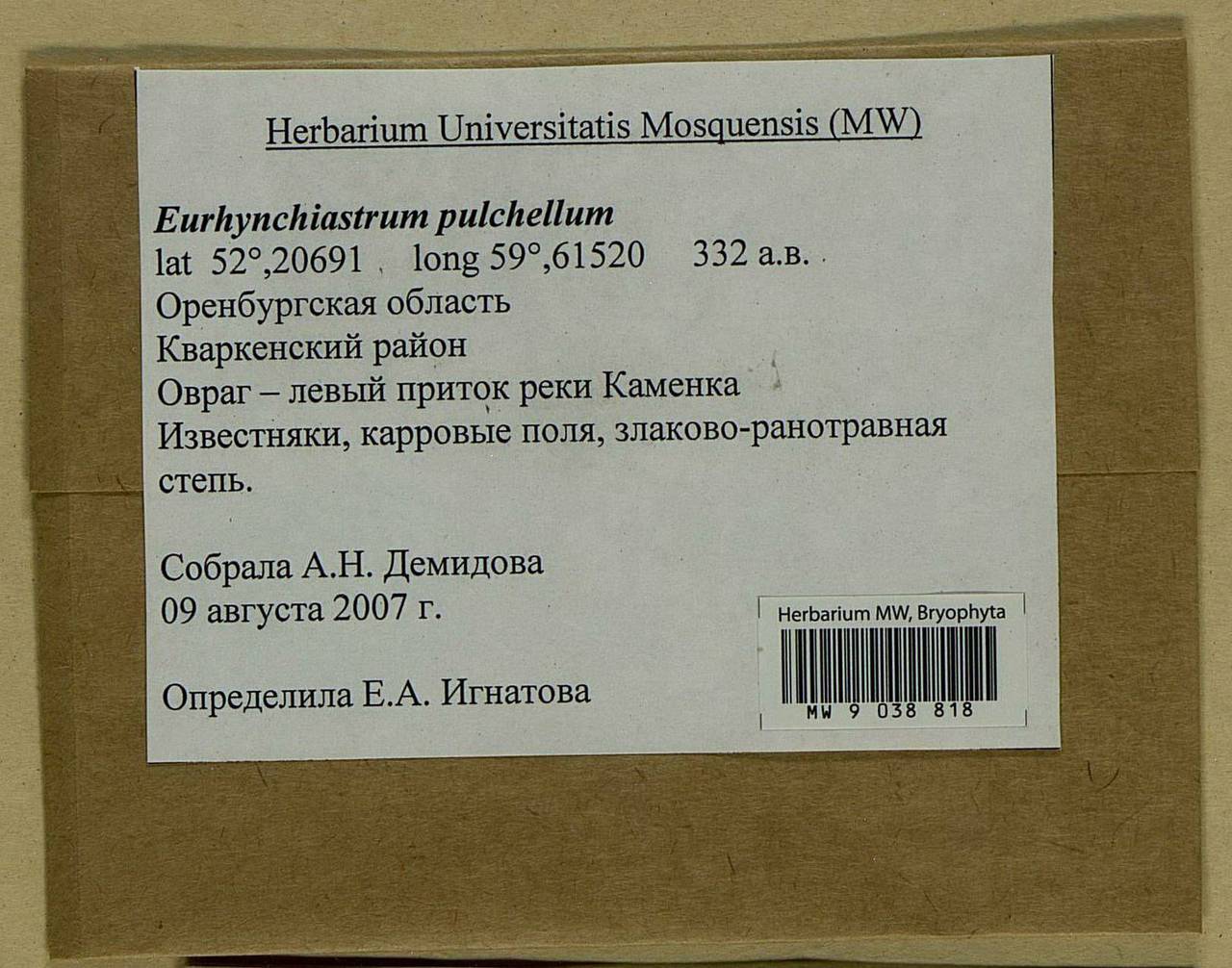 Eurhynchiastrum pulchellum (Hedw.) Ignatov & Huttunen, Bryophytes, Bryophytes - South Urals (B14) (Russia)