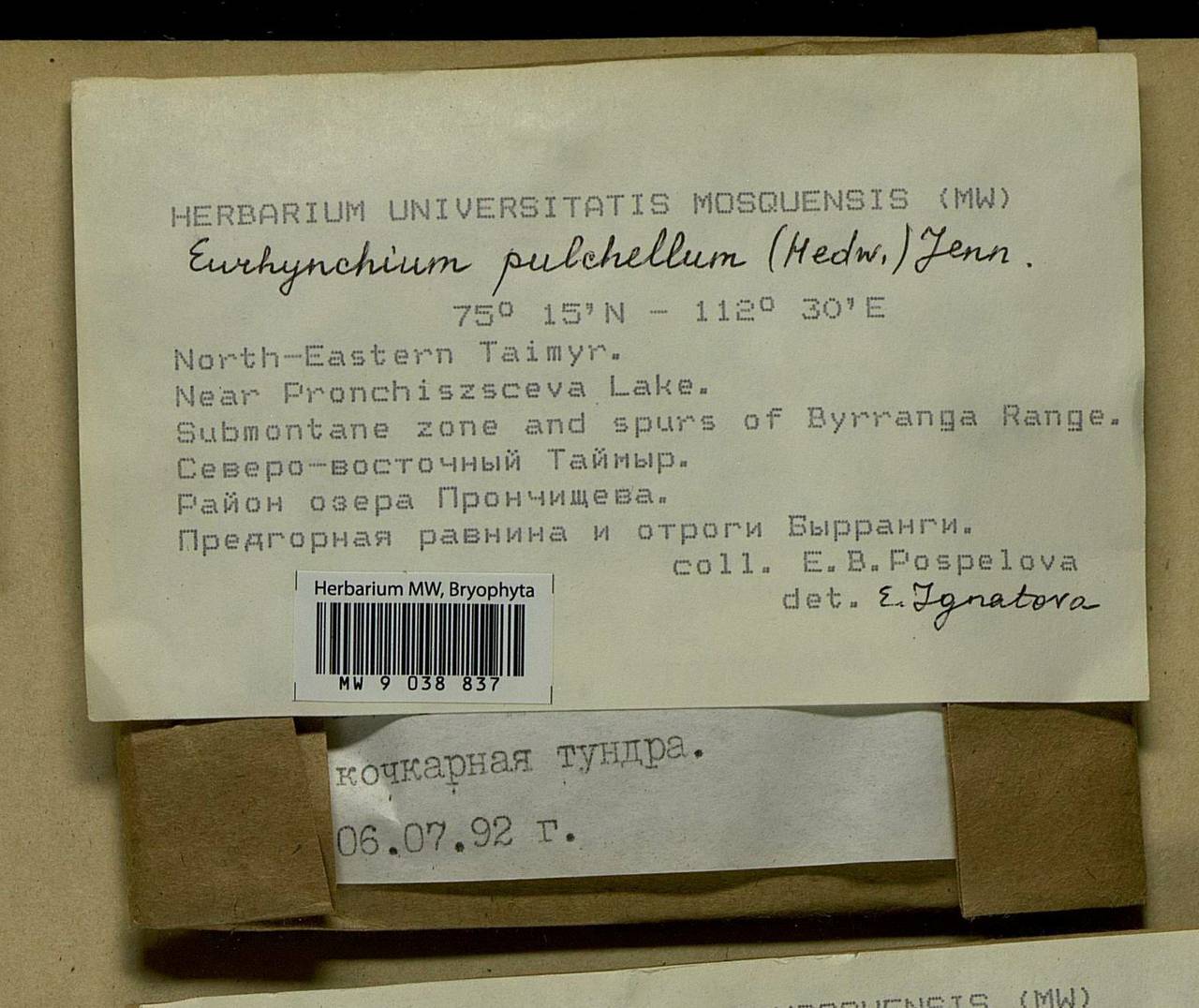 Eurhynchiastrum pulchellum (Hedw.) Ignatov & Huttunen, Bryophytes, Bryophytes - Krasnoyarsk Krai, Tyva & Khakassia (B17) (Russia)