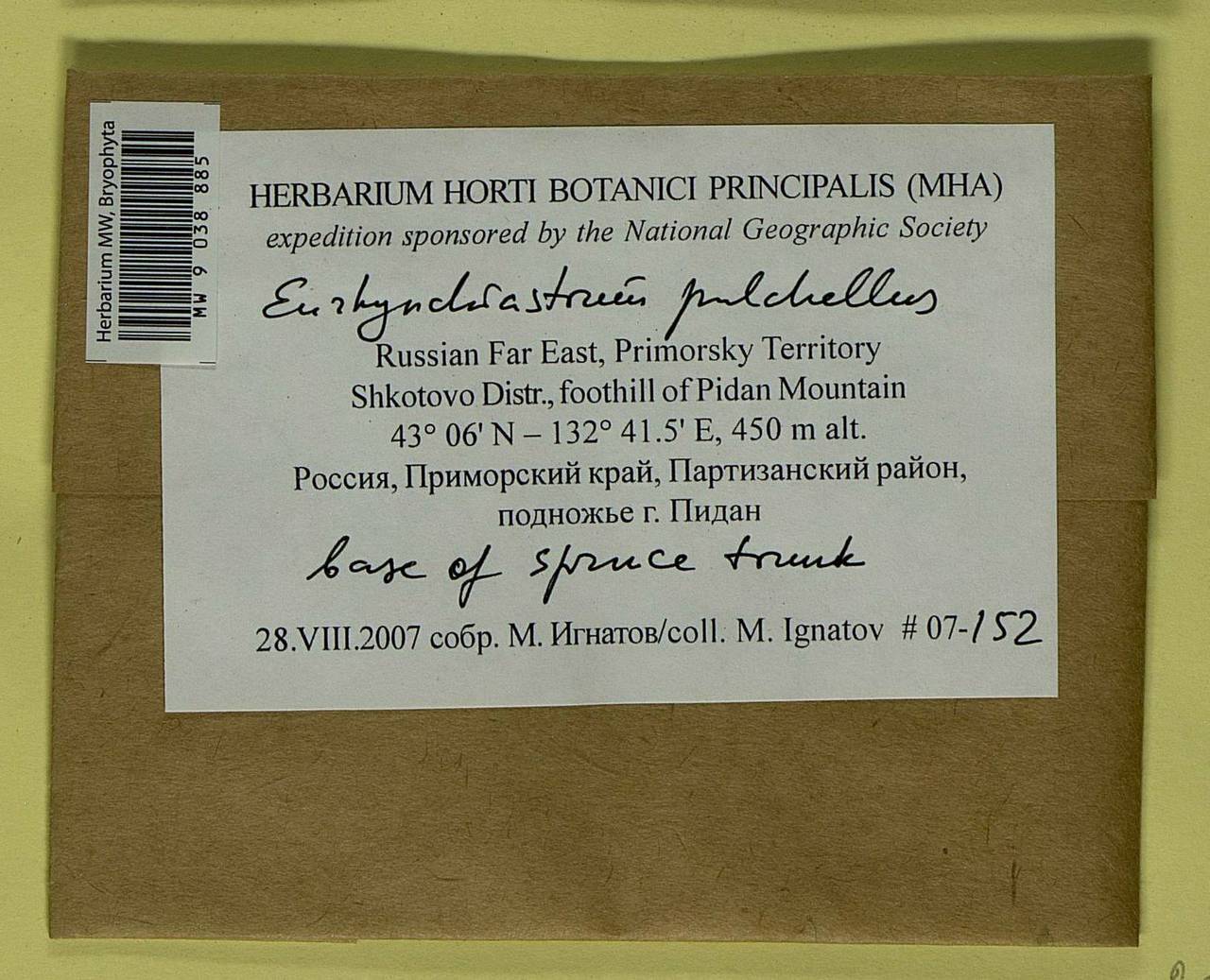 Eurhynchiastrum pulchellum (Hedw.) Ignatov & Huttunen, Bryophytes, Bryophytes - Russian Far East (excl. Chukotka & Kamchatka) (B20) (Russia)