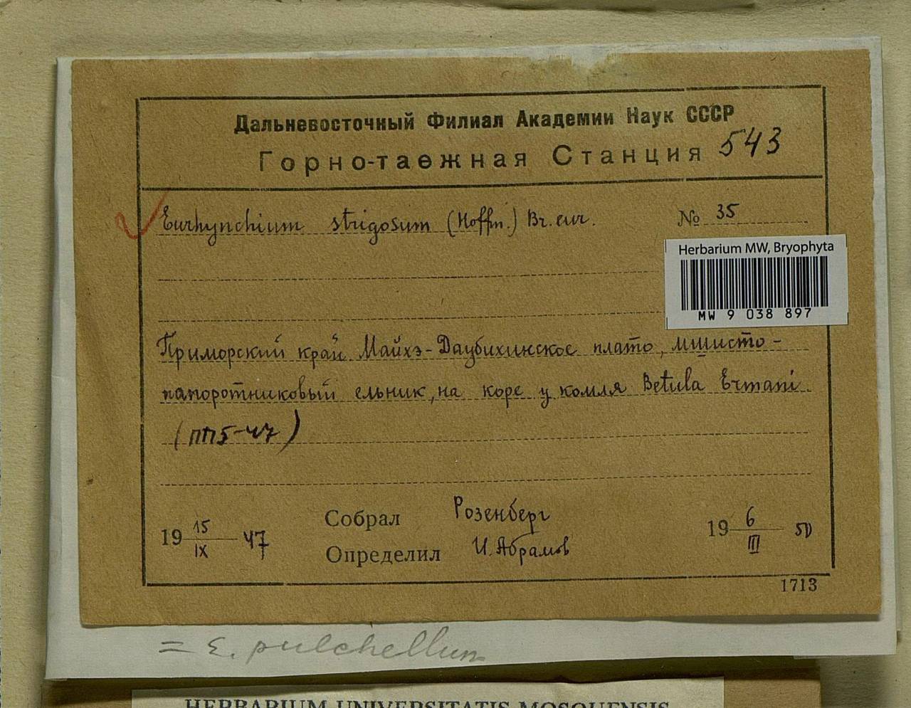 Eurhynchiastrum pulchellum (Hedw.) Ignatov & Huttunen, Bryophytes, Bryophytes - Russian Far East (excl. Chukotka & Kamchatka) (B20) (Russia)