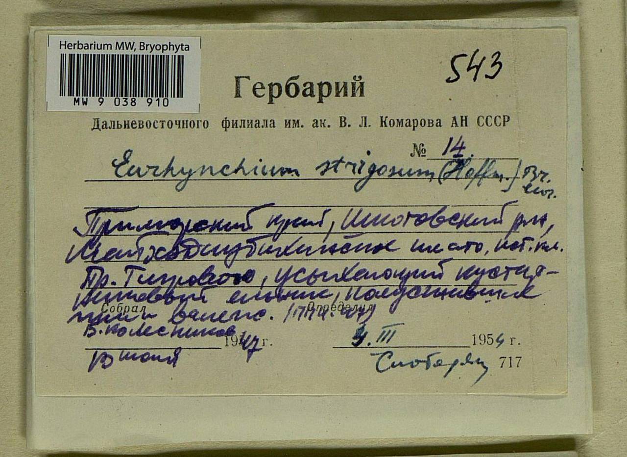 Eurhynchiastrum pulchellum (Hedw.) Ignatov & Huttunen, Bryophytes, Bryophytes - Russian Far East (excl. Chukotka & Kamchatka) (B20) (Russia)