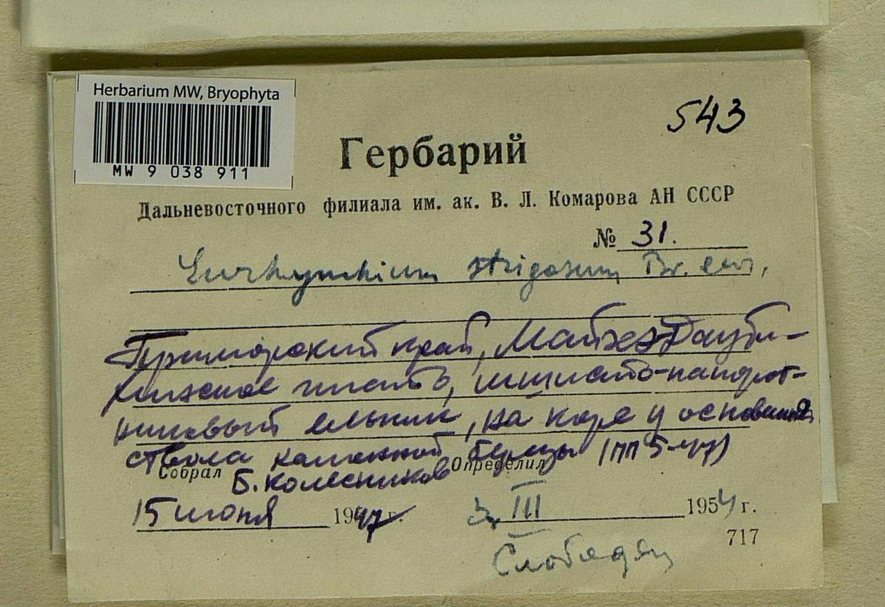 Eurhynchiastrum pulchellum (Hedw.) Ignatov & Huttunen, Bryophytes, Bryophytes - Russian Far East (excl. Chukotka & Kamchatka) (B20) (Russia)